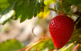 Strawberry closeup leaves bokeh impressionism - impressionism free wallpaper