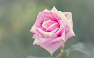 Pink rose blooming macro shallow - a single flower free wallpaper