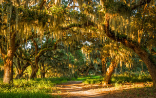 Dirt road mossy trees autumn - charles ragland bunnell free wallpaper