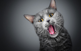 Cat open mouth tongue shock - shock art free wallpaper