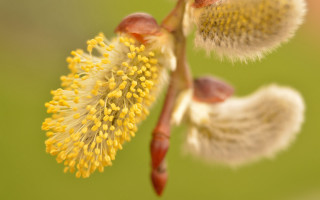 Yellow flower green background macro - yellow flower free wallpaper