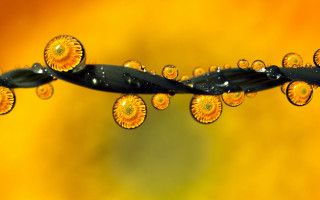 Water droplet plant stem yellow - a plant stem free wallpaper