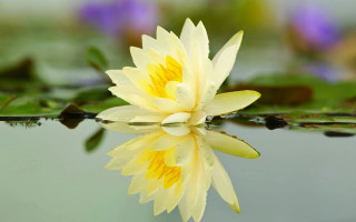 Yellow flower lake green plant - anne rigney free wallpaper for desktop