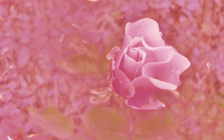 Pink rose field flower hanami - a pink rose free wallpaper for desktop