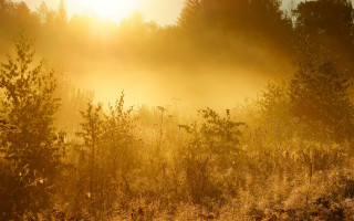 Autumn foggy field trees sunset - volumetric light free wallpaper