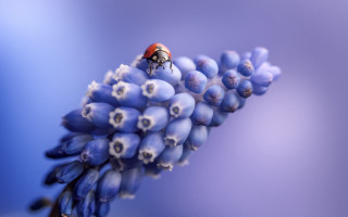 Ladybug blueflower stem whiteflowers bluebackground - end free wallpaper