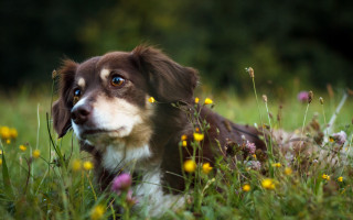 Dog flower field blue eyes - a field of flowers and grass free wallpaper