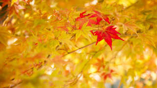 Red leaf autumn blurry background 2 - aimitsu free wallpaper