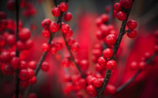 Berry blood cherry red flowers - the background and a blurry background free wallpaper