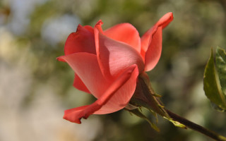 Pink rose budding garden macro - a garden free wallpaper