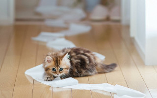 Kitten toilet paper mess 3d - free rain wallpaper