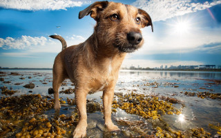 Dog beach ocean sky clouds - a rocky beach next free wallpaper