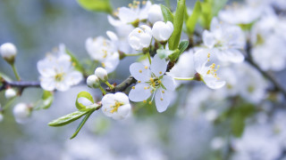 Spring flower branch bokeh white - white flower free wallpaper for desktop