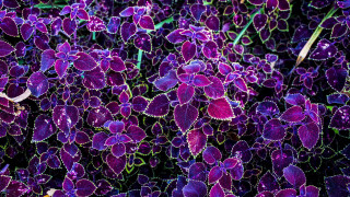 Purple flowers grass background ribbon - a white ribbon free wallpaper