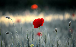 Red poppy tall grass ocean - tall free wallpaper