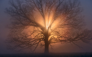 Foggy bare tree sunset volumetric - the fog free wallpaper for desktop