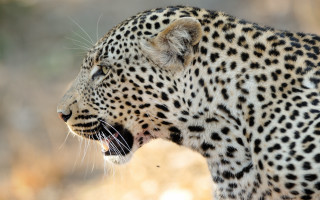 Leopard open mouth brown grass - its mouth open free wallpaper for desktop