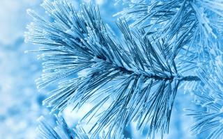 Pine ice snow flakes winter - a close up of a pine tree branch free wallpaper for desktop
