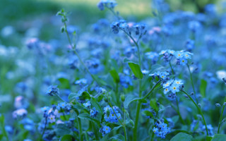 Blue flower field bokeh macro 2 - a blurry background of grass and trees free wallpaper
