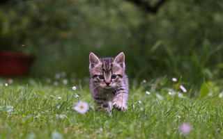 Kitten field flower bucket nature - animal free wallpaper for desktop