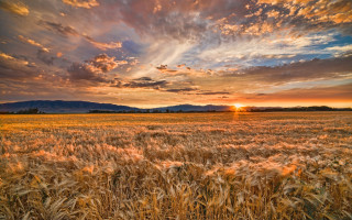 Wheat field sunset mountains dusk - heavy grain free wallpaper for desktop
