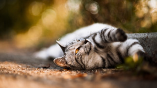 Cat back paws eyes ground - its head on free wallpaper for desktop