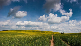 Dirt road green field cloudy 5 - a dirt road in a field free wallpaper