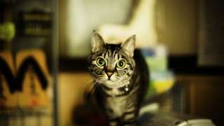 Cat table blurry background bokeh - 8 5 mm f 1. free wallpaper