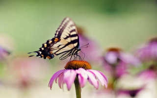 Butterfly flower purple field bokeh - a flower in a field free wallpaper