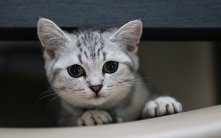 White cat blurry background depthofield - optical free wallpaper