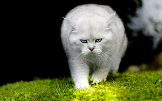 White cat blue eyes gothic - grassy free wallpaper for desktop