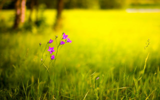 Purple flower green field bokeh - a green field in the background free wallpaper