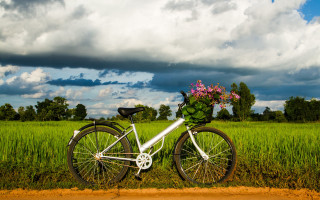 Bicycle flower basket field sky - a bicycle free wallpaper