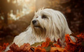 White dog leaves autumn blurry - a white dog free wallpaper