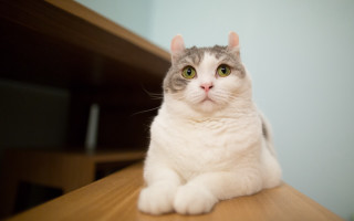 Serious cat rounded eyes superflat - a portrait free wallpaper for desktop