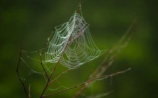 Spider web tree branch rain - green foliage free wallpaper