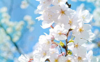 White flower bee blue sky - asai chū free wallpaper