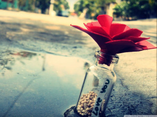 Glass bottle flower puddle sidewalk - the ground next free wallpaper