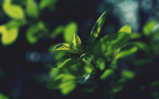 Green leafy plant blurry background - a green leafy plant free wallpaper for desktop