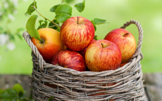 Basket apples outside sun leaves - fall vibrancy free wallpaper
