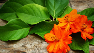 Flower leaf wooden surface closeup - a wooden surface free wallpaper