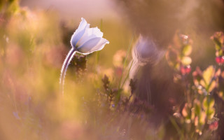 White flower field soft light - flower and grass free wallpaper