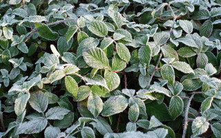 Frosted leaves green sides red - a bush free wallpaper