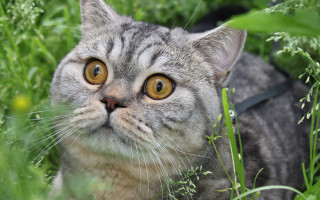 Black cat flowers grass outdoors - expressionism free wallpaper for desktop