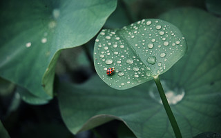 Ladybug green leaf water droplets 10 - a lady bug free wallpaper
