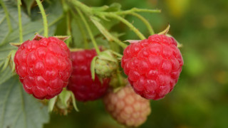 Three raspberries branch leaves bokeh - leaf and berries free wallpaper for desktop