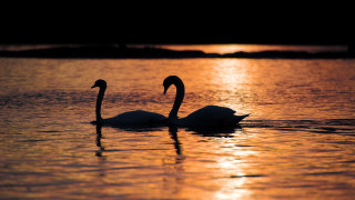 Swans sunset water reflection beach - evening free wallpaper for desktop