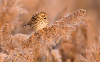Bird brown white feathers autumn - dry free wallpaper
