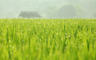 House dew grass tiltshift nature - dew free wallpaper