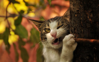 Cat climbing tree branch looking - sharp claw free wallpaper